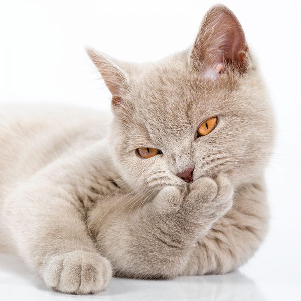 British lilac kitten on white background