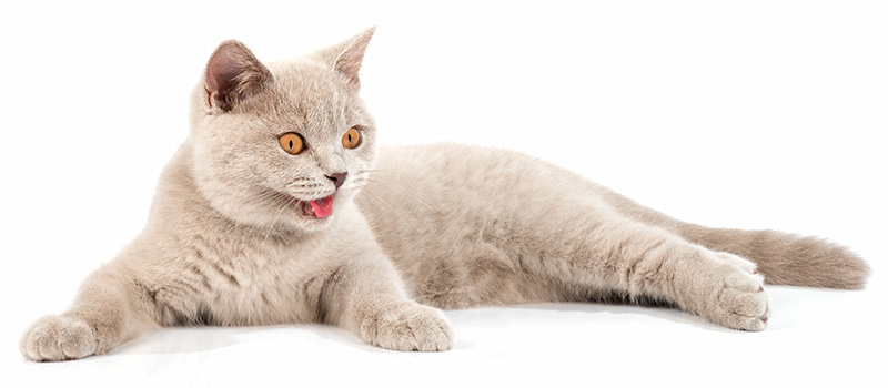 British lilac kitten on white background