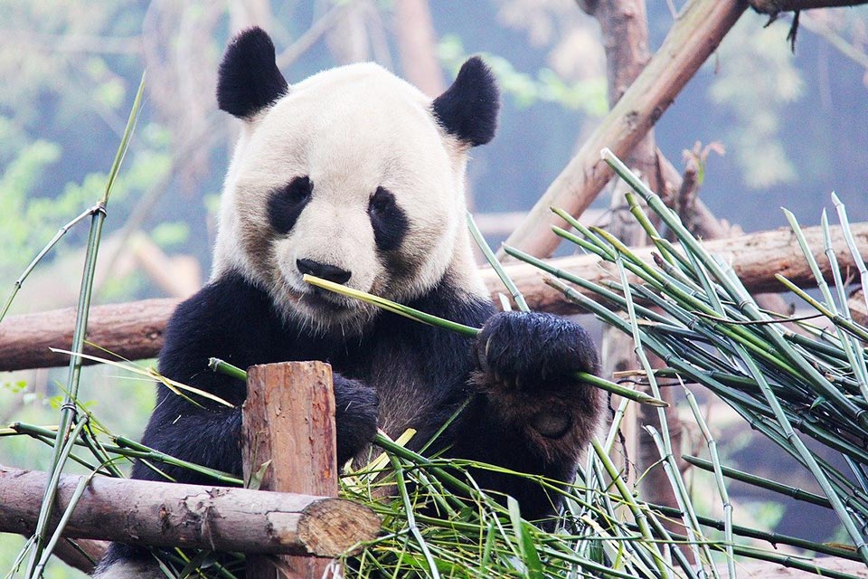 panda eating bamboo