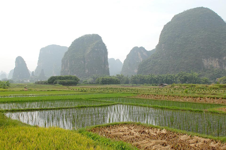 rice paddies and mountains