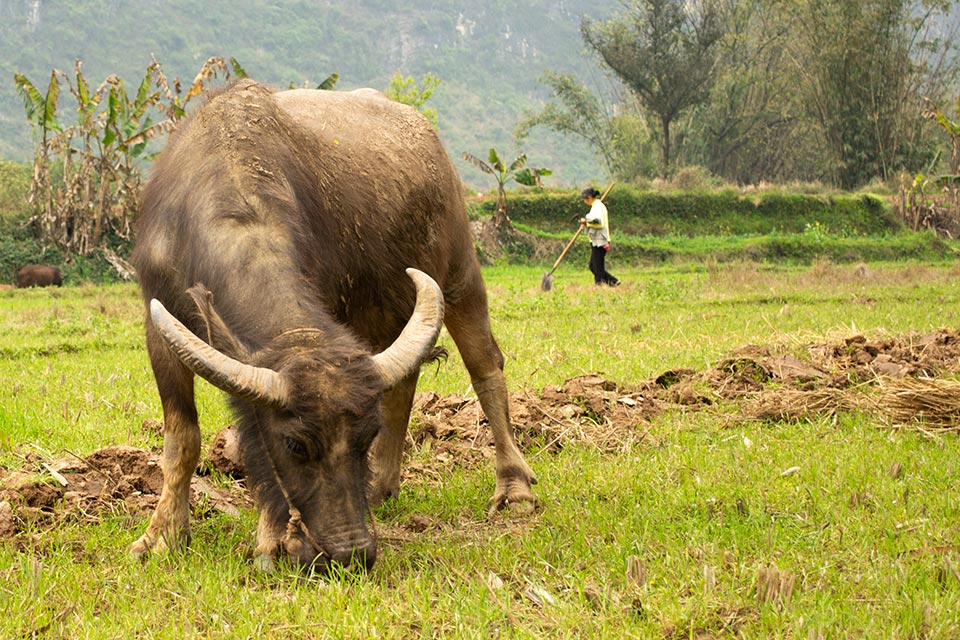 water buffalo eating grass